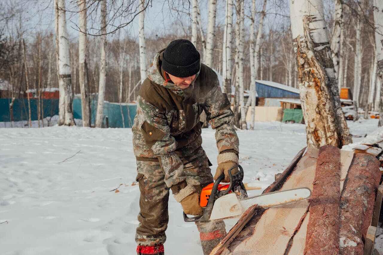 The Steps Involved in Our Tree Care Process in Tillamook, OR